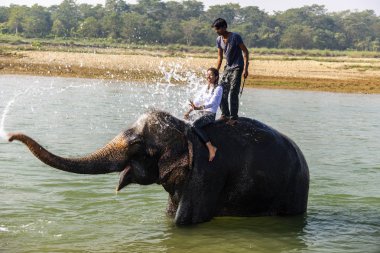 Çiçekte uğur böceği, papatya çiçeğinde uğur böceği