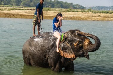 Çiçekte uğur böceği, papatya çiçeğinde uğur böceği