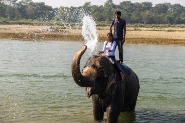 Çiçekte uğur böceği, papatya çiçeğinde uğur böceği