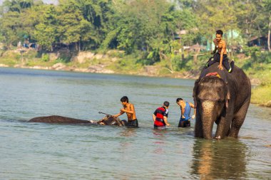 Çiçekte uğur böceği, papatya çiçeğinde uğur böceği