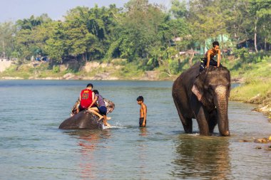 Çiçekte uğur böceği, papatya çiçeğinde uğur böceği