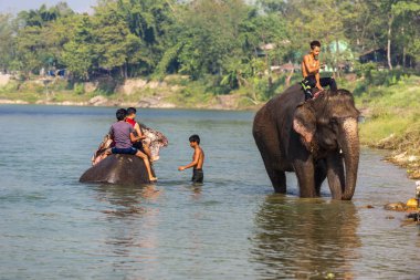 Çiçekte uğur böceği, papatya çiçeğinde uğur böceği