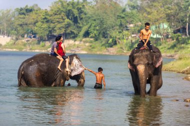 Çiçekte uğur böceği, papatya çiçeğinde uğur böceği