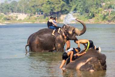 Çiçekte uğur böceği, papatya çiçeğinde uğur böceği