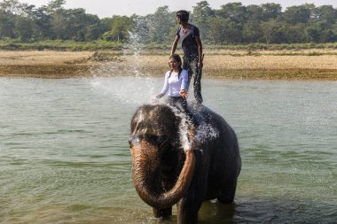 Çiçekte uğur böceği, papatya çiçeğinde uğur böceği