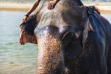 Çiçekte uğur böceği, papatya çiçeğinde uğur böceği