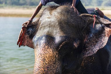 Çiçekte uğur böceği, papatya çiçeğinde uğur böceği