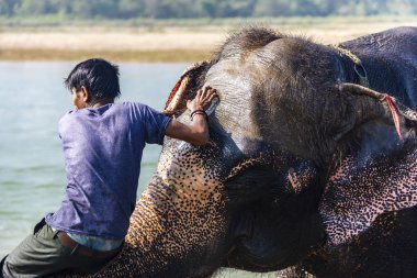 Çiçekte uğur böceği, papatya çiçeğinde uğur böceği