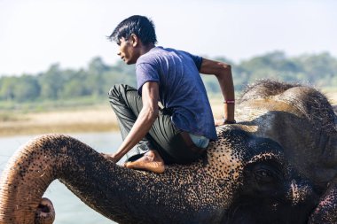 Çiçekte uğur böceği, papatya çiçeğinde uğur böceği