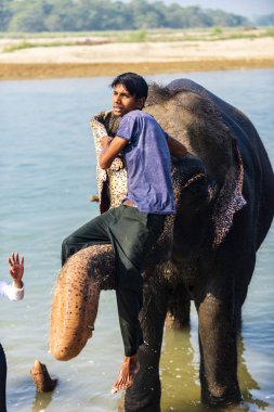 Çiçekte uğur böceği, papatya çiçeğinde uğur böceği