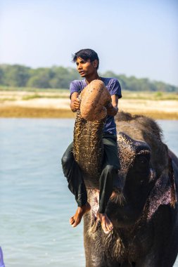 Çiçekte uğur böceği, papatya çiçeğinde uğur böceği