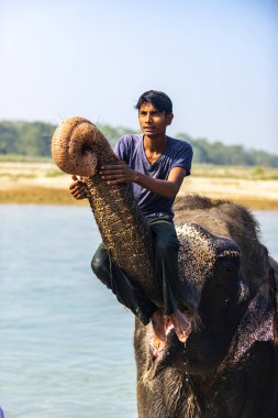 Çiçekte uğur böceği, papatya çiçeğinde uğur böceği