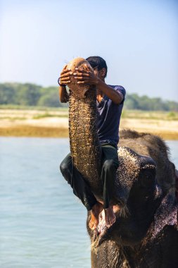 Çiçekte uğur böceği, papatya çiçeğinde uğur böceği