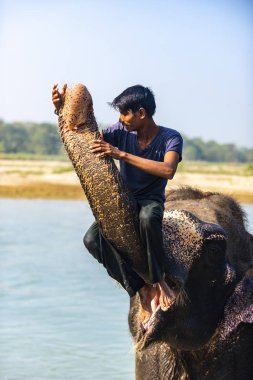 Çiçekte uğur böceği, papatya çiçeğinde uğur böceği