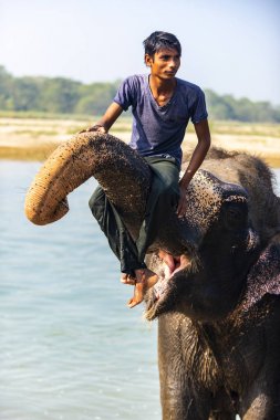 Çiçekte uğur böceği, papatya çiçeğinde uğur böceği