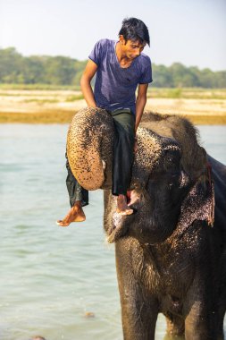 Çiçekte uğur böceği, papatya çiçeğinde uğur böceği