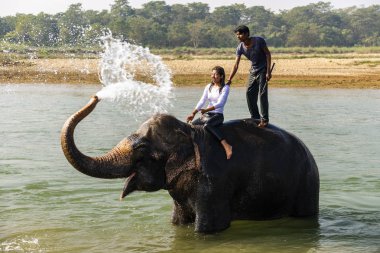 Çiçekte uğur böceği, papatya çiçeğinde uğur böceği