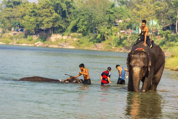 Çiçekte uğur böceği, papatya çiçeğinde uğur böceği