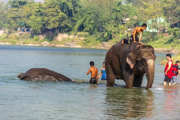 Çiçekte uğur böceği, papatya çiçeğinde uğur böceği