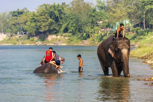 Çiçekte uğur böceği, papatya çiçeğinde uğur böceği