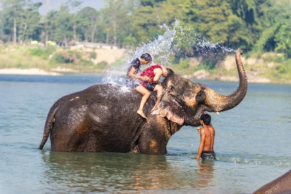 Çiçekte uğur böceği, papatya çiçeğinde uğur böceği
