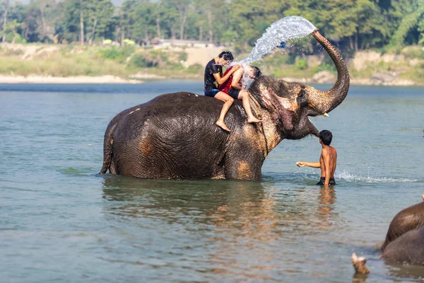 Çiçekte uğur böceği, papatya çiçeğinde uğur böceği