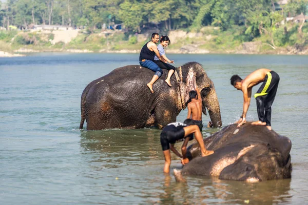 Çiçekte uğur böceği, papatya çiçeğinde uğur böceği