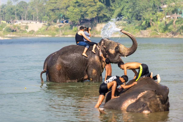 Çiçekte uğur böceği, papatya çiçeğinde uğur böceği