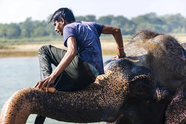 Çiçekte uğur böceği, papatya çiçeğinde uğur böceği