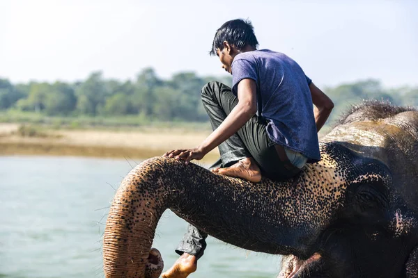 Çiçekte uğur böceği, papatya çiçeğinde uğur böceği