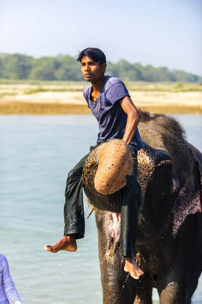 Çiçekte uğur böceği, papatya çiçeğinde uğur böceği
