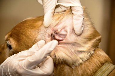 Doktor köpeğin kulaklarını temizler