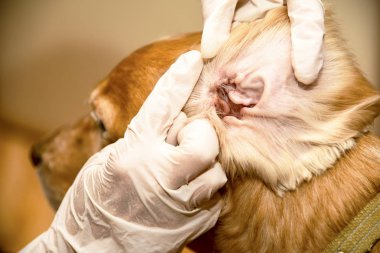 Doktor köpeğin kulaklarını temizler