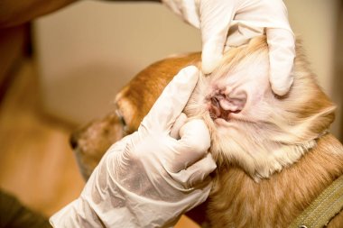 Doktor köpeğin kulaklarını temizler