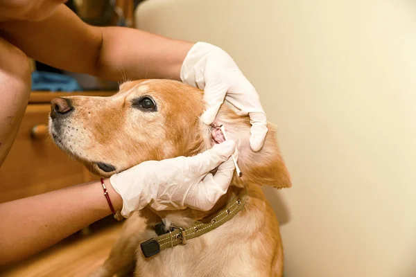 Doktor köpeğin kulaklarını temizler
