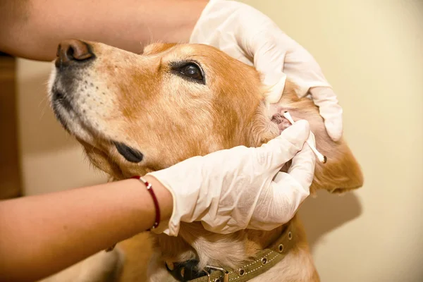 the doctor cleans the dog\'s ears