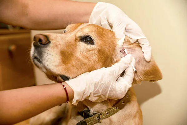 the doctor cleans the dog\'s ears