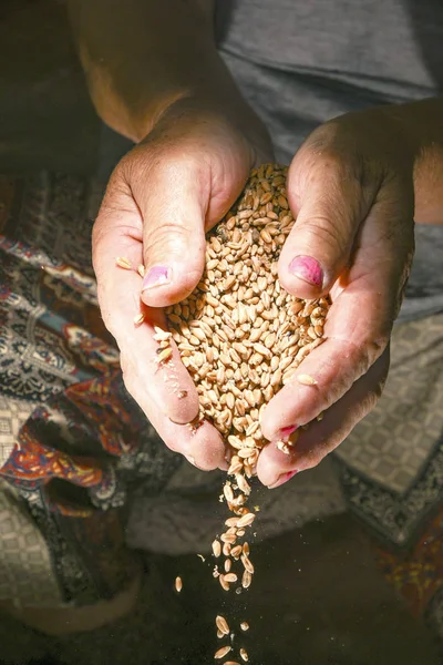 女性は小麦を手に持っている — ストック写真