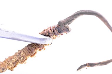 Cordyceps Çince, Yarsagumba. Çin tıbbı