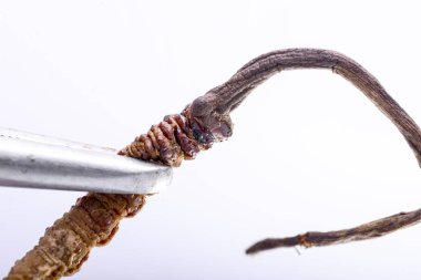 Cordyceps Çince, Yarsagumba. Çin tıbbı