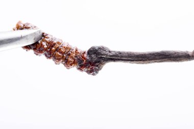 Cordyceps Çince, Yarsagumba. Çin tıbbı