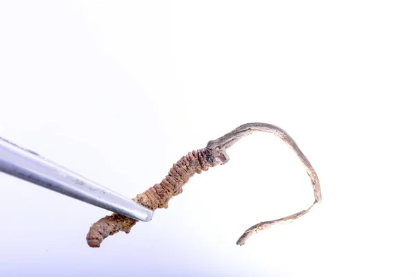 Cordyceps Chinesisch Yarsagumba Chinesische Medizin — Stockfoto