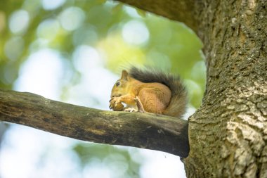 bir ağaç meşe sincap ceviz yiyor