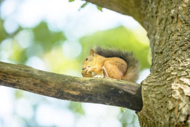 bir ağaç meşe sincap ceviz yiyor