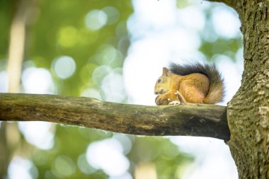 bir ağaç meşe sincap ceviz yiyor