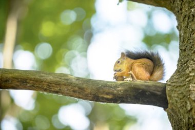 bir ağaç meşe sincap ceviz yiyor