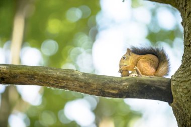 bir ağaç meşe sincap ceviz yiyor