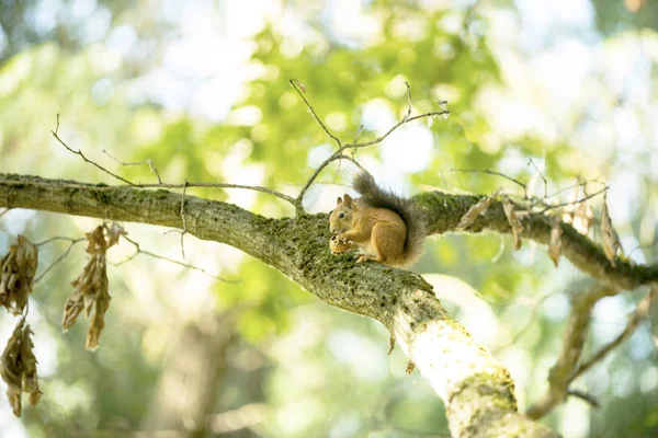 Wiewiórka Drzewie Dąb Zjada Orzech — Zdjęcie stockowe
