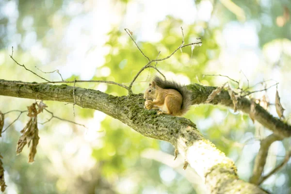 Eichhörnchen Auf Eiche Frisst Walnuss — Stockfoto