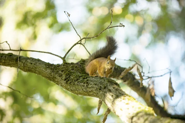 Squirrel Tree Oak Eats Walnut — Stock Photo, Image